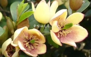 阔瓣含笑的繁殖方法（阔瓣含笑图片）