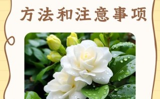栀子花怎么缓苗（网购的栀子花怎么缓苗）