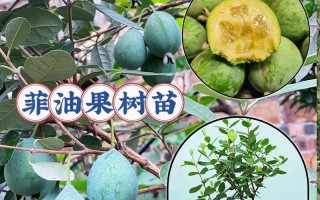 菲油果怎么养殖（菲油果树的种植方法）