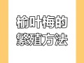 榆叶梅怎么繁殖（榆叶梅栽培要点）