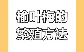 榆叶梅怎么繁殖（榆叶梅栽培要点）