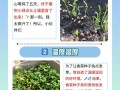 香菜怎么种植（香菜怎么种植最快比较好）