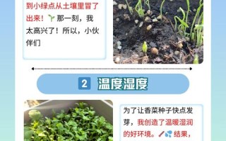 香菜怎么种植（香菜怎么种植最快比较好）