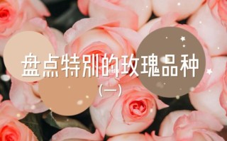 爱莎公主鲜花花语（爱莎 花语）