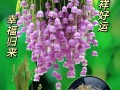 20种鲜花寓意（鲜花象征）