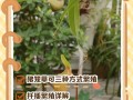 猪笼草种子怎么种（猪笼草种子怎么种贴吧）