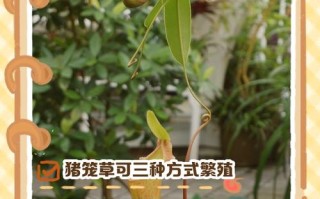 猪笼草种子怎么种（猪笼草种子怎么种贴吧）
