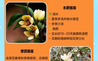 含笑花开花前怎么养护（含笑花开花后花期多长）