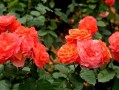 五月鲜花花语（五月鲜花花语大全）