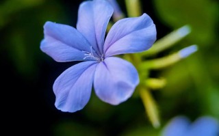 高冷鲜花花语（高冷鲜花花语图片）