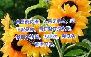 10朵鲜花的寓意及花语（10朵鲜花的寓意及花语）