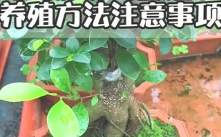 人参榕如何修剪（人参榕修剪方法）