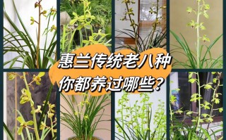 澳洲绿宝石鲜花花语（澳洲绿宝石生蚝）