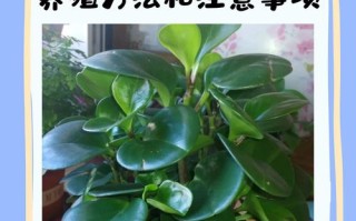 豆瓣绿怎么换盆（豆瓣绿换盆怎样修根吗）