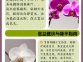 兰花多久浇一次水（室内墨兰花多久浇一次水）