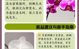 兰花多久浇一次水（室内墨兰花多久浇一次水）