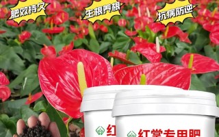 红掌怎么施肥（红掌怎么施肥浇水）