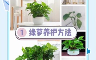绿萝的养殖方法（养绿萝的前十坏处）