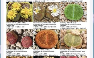生石花发芽后如何养护（生石花发芽后多久可以移盆）