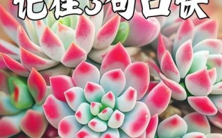 多肉怎么浇水（刚换盆的多肉怎么浇水）