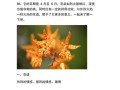 鲜花花草花语（鲜花花语及禁忌）