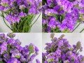 勿忘我花束怎么养（勿忘我花束是干养还是水养）