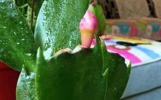 怎样使蟹爪兰叶子变厚（怎样把蟹爪兰的叶片养的肥厚些）