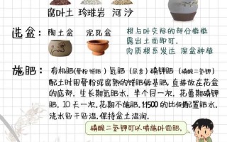 兰花怎么养才能旺盛（蝴蝶兰花怎么养才能旺盛）