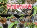 小月季什么时候扦插（月季小苗什么时候移栽比较好）
