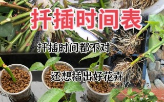 小月季什么时候扦插（月季小苗什么时候移栽比较好）