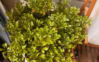 米兰叶子蔫了还能活吗（米兰叶子枯黄还有救吗）