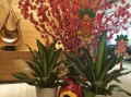 10款春节必买鲜花好寓意（春节鲜花品种）
