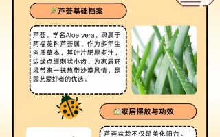 芦荟怎么养才能更旺盛（库拉索芦荟怎么养才能更旺盛）