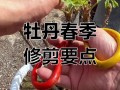 牡丹花怎么修剪（牡丹花怎么修剪花枝教学视频）