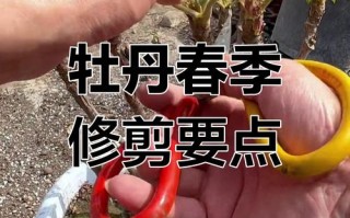 牡丹花怎么修剪（牡丹花怎么修剪花枝教学视频）