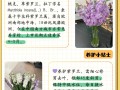 紫罗兰怎么养（紫罗兰怎么养才能更旺盛）