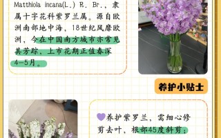 紫罗兰怎么养（紫罗兰怎么养才能更旺盛）