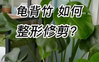 龟背竹的绑扎技巧（龟背竹怎么捆扎定型）