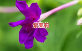 紫茉莉怎么多开花（紫茉莉怎么多开花呢）