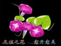 同事友谊的鲜花花语的简单介绍