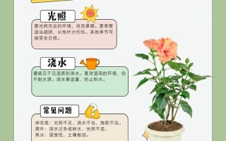 扶桑花怎么养（扶桑花怎么养开花多）