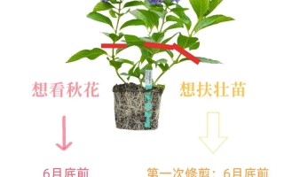 绣球花秋天怎么养（入秋后绣球花的养护）