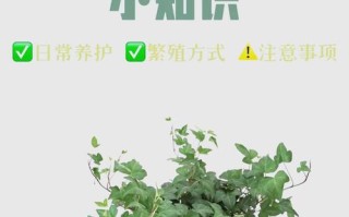 常春藤怎么养长得壮（常春藤怎么栽培）
