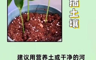 花叶鸭掌木的繁殖方法（花叶鸭掌木的繁殖方法图解）
