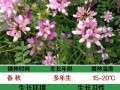小冠花的种植方法（小冠花属）