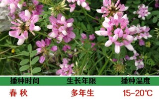 小冠花的种植方法（小冠花属）