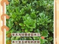 米兰开完花怎么修剪（米兰开完花怎么修剪好看）