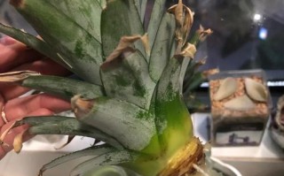 观赏凤梨不会繁殖（凤梨如何繁殖）