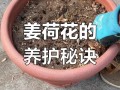 姜荷花休眠期怎么管理（姜荷花花朵蔫了怎么办）