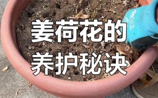 姜荷花休眠期怎么管理（姜荷花花朵蔫了怎么办）